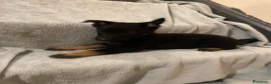 belgian malinois x german shepard