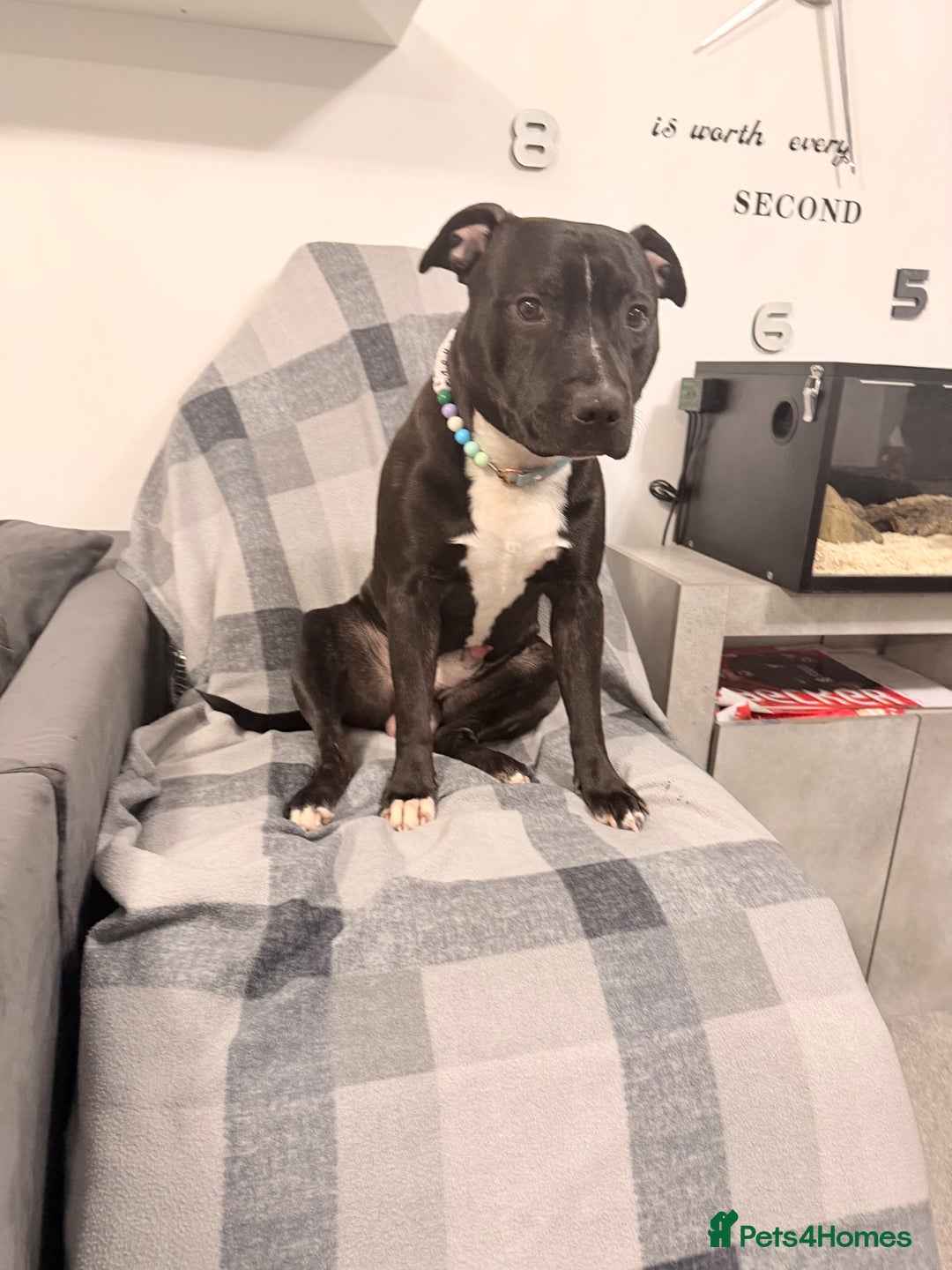 Staffordshire Bull Terrier dogs for stud: Meeting Bagheera  - Advert 1