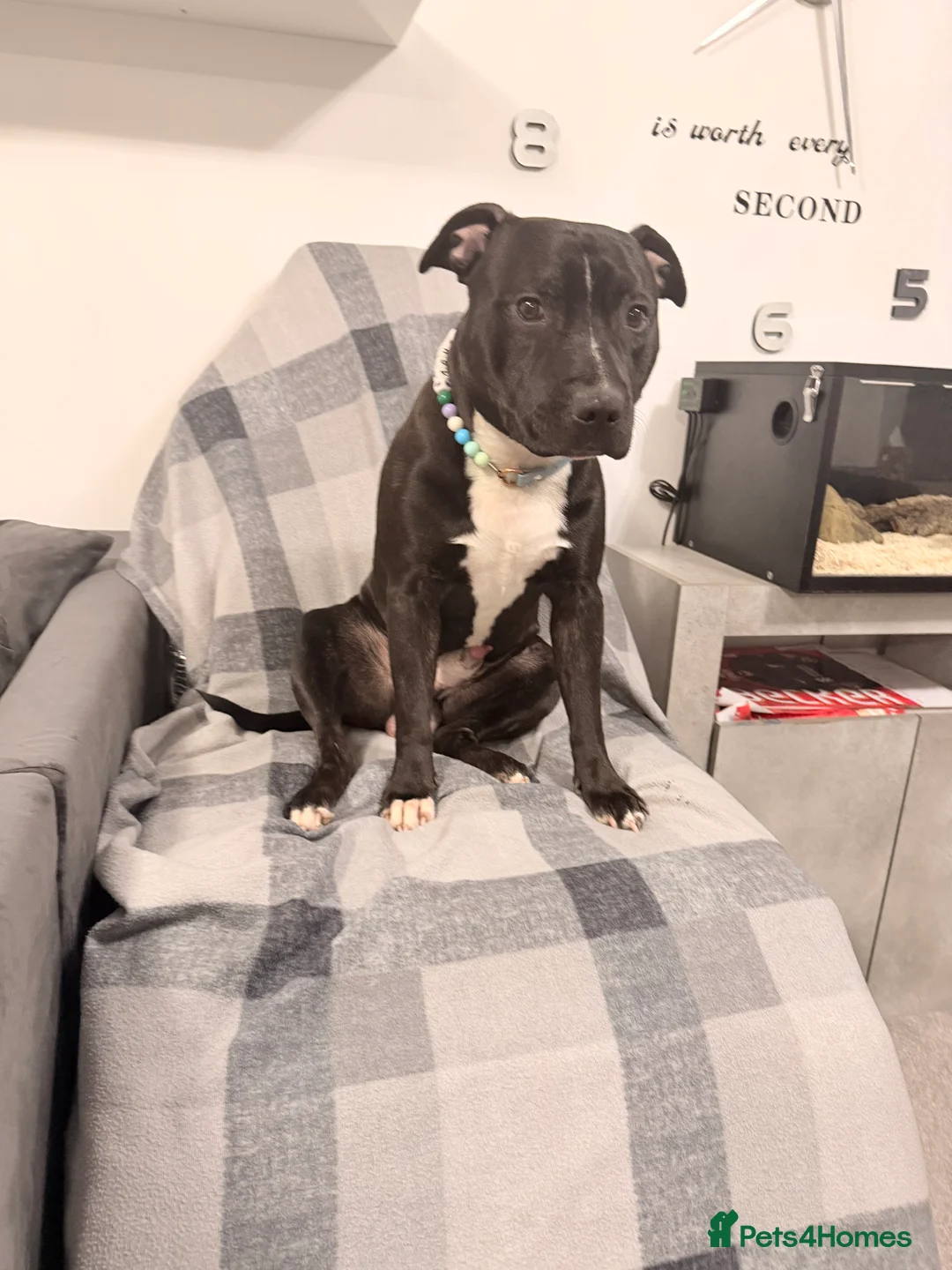 Staffordshire Bull Terrier dogs for stud: Meeting Bagheera  - Advert 1