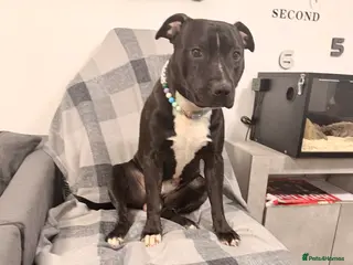 Staffordshire Bull Terrier dogs Meeting Bagheera - Advert 3