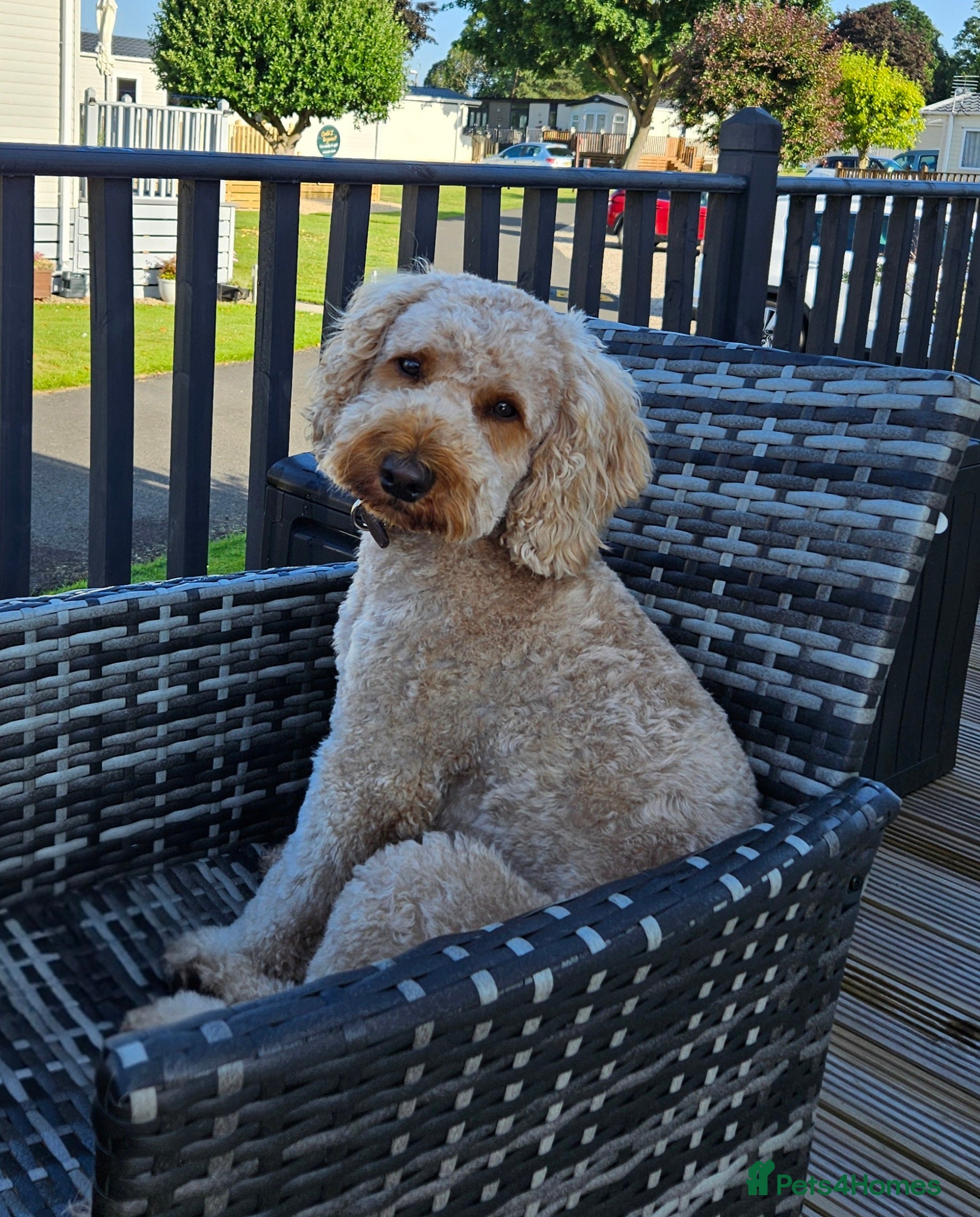 Cavapoo dogs Waffle, Looking For His Forever Home - Advert 2