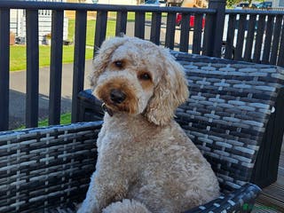 Cavapoo dogs Waffle, Looking For His Forever Home - Advert 2