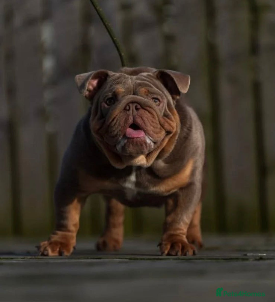 English Bulldog dogs for sale: English bulldog male pups for sale - Image 6
