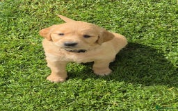 Golden Retriever dogs for sale: KC GOLDEN RETRIEVER PUPPIES HEALTH TESTED PARENTS  - Image 18