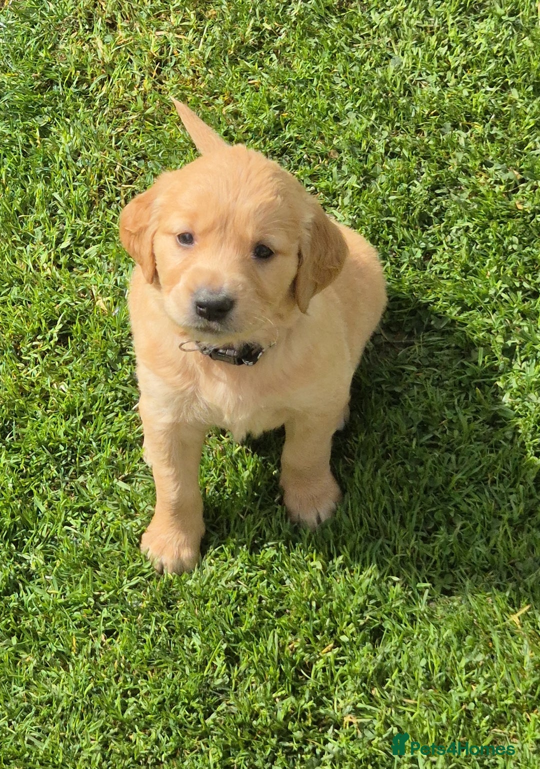 Golden Retriever dogs for sale: KC GOLDEN RETRIEVER PUPPIES HEALTH TESTED PARENTS  - Image 18