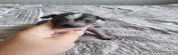 Mexican Hairless dogs for sale: Mexican hairless mini girls - Advert 9