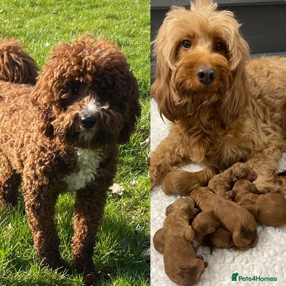 Miniature Poodle dogs for stud: Stunning Red & White Poodle for stud  in Driffield - Advert 11