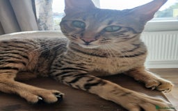 Bengal cats for sale: Bengal x Savannah  - Image 1