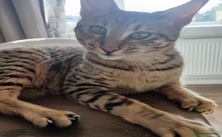 Bengal cats - Advert 2