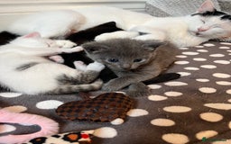 Mixed Breed cats for sale: Gorgeous White/Tabby Kitten   - Image 7