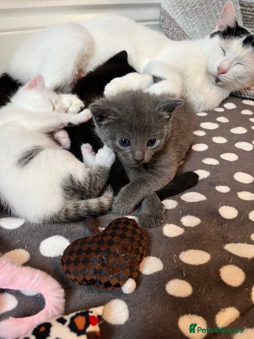 Mixed Breed cats for sale: Gorgeous White/Tabby Kitten   - Image 7