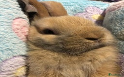 Mini Lop rabbits for sale: Beautiful Mini Lop Rabbits  - Image 16