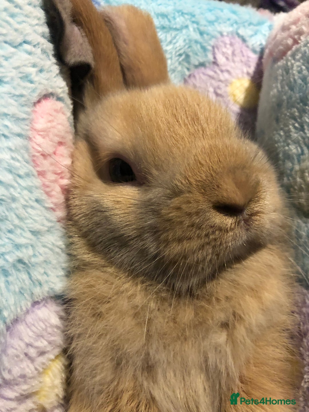 Mini Lop rabbits for sale: Beautiful Mini Lop Rabbits  - Image 16