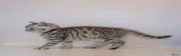 British Shorthair cats for sale: Stunning Classic British shorthair kittens - Advert 6