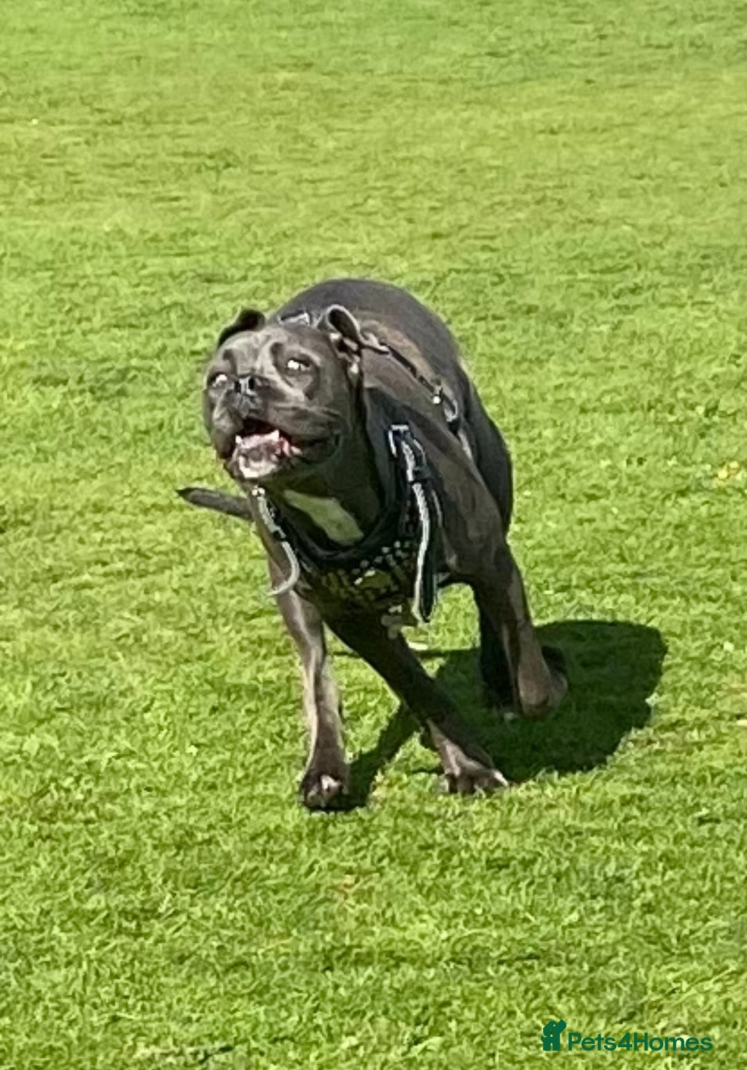 Cane Corso dogs for sale: CANE CORSO CHAMPION BLOOD LINE VERY GOOD STOCK - Advert 9