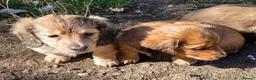 Dachshund dogs for sale: 4 Long Haired Mini Dachshunds beautifully stunning - Advert 22