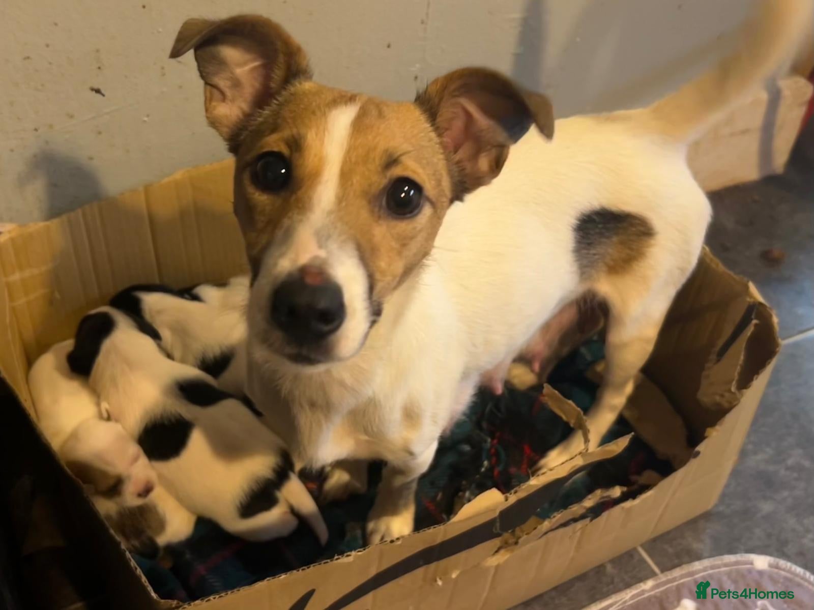 Jack Russell dogs Gorgeous Jack Russell Puppies - Advert 10