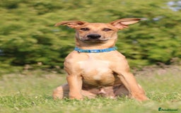 Mixed Breed dogs for sale: 3 males available  - Image 4