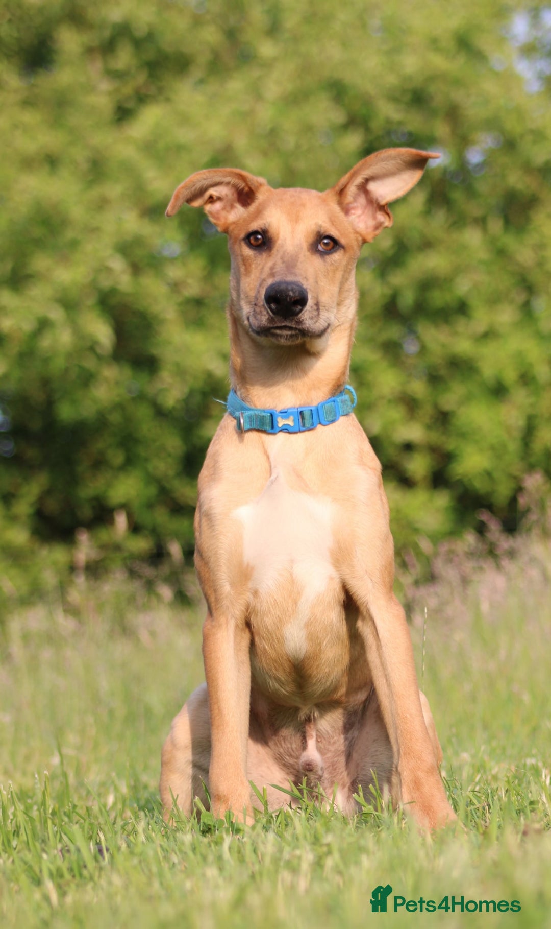 Mixed Breed dogs for sale: 3 males available  - Image 4