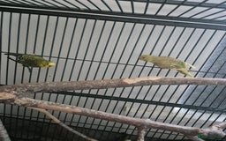 Budgerigars birds for sale: Large parrot cage with 3 budgies  - Advert 6
