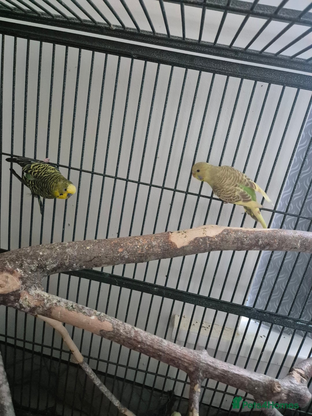Budgerigars birds for sale: Large parrot cage with 3 budgies  - Advert 6