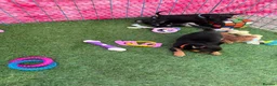 Chihuahua dogs for sale: Beautiful chihuahua puppies - Advert 14