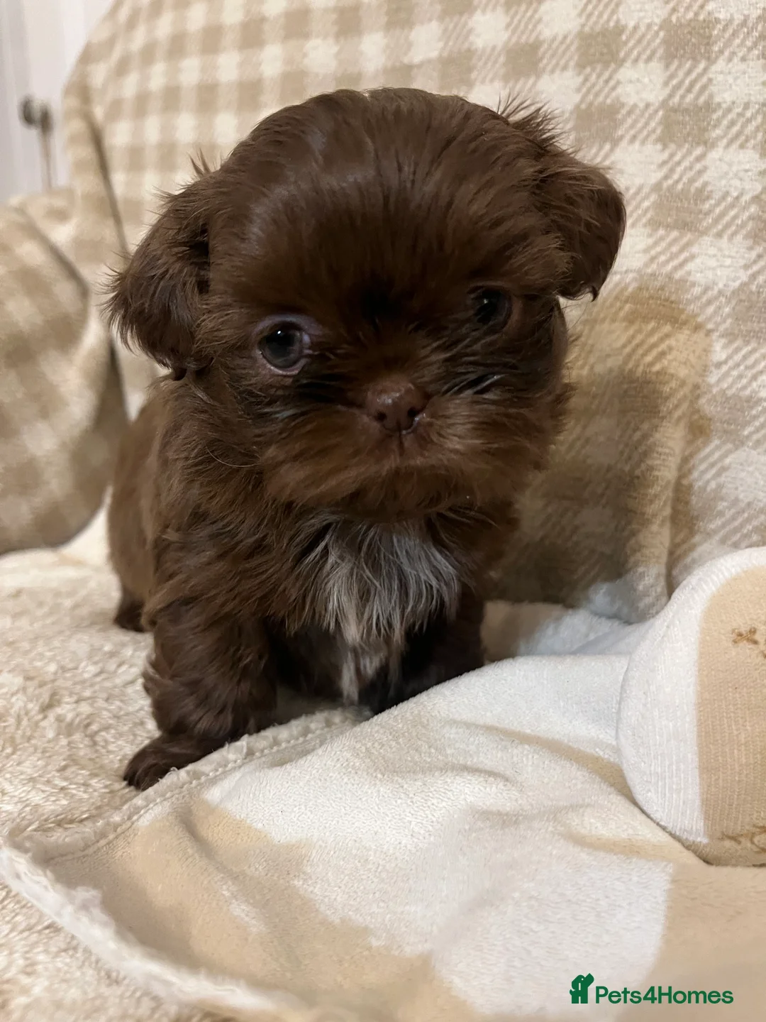 Shih Tzu dogs for sale: Adorable lavender & chocolate Shih Tzu puppies  - Advert 10