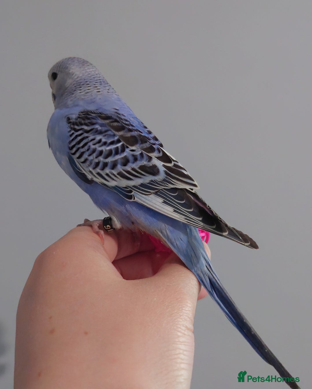 Budgerigars birds for sale: Hand reared silly tame baby budgies  - Image 23