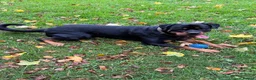 Rottweiler dogs for sale: Riicco - Advert 12