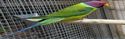 Parrots birds for sale: AMAZON/PARROTS/PARAKEETS!  - Advert 5