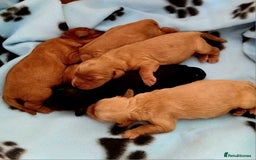 Cavalier King Charles Spaniel dogs for stud: Cavalier KC reg health tested proven stud  - Image 6