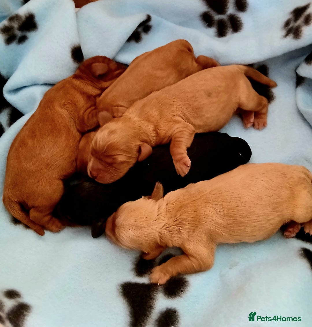 Cavalier King Charles Spaniel dogs for stud: Cavalier KC reg health tested proven stud  - Image 6