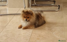 Pomeranian dogs for sale: Stunning Teddy purebreed Russian/Ukrainian poms in Basildon - Image 21