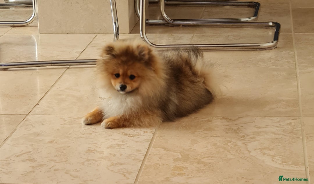 Pomeranian dogs for sale: Stunning Teddy purebreed Russian/Ukrainian poms in Basildon - Image 21