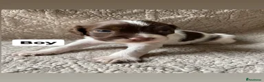 English Springer Spaniel Boy