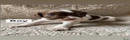 English Springer Spaniel dogs for sale: Working Springer Spaniels - Advert 22