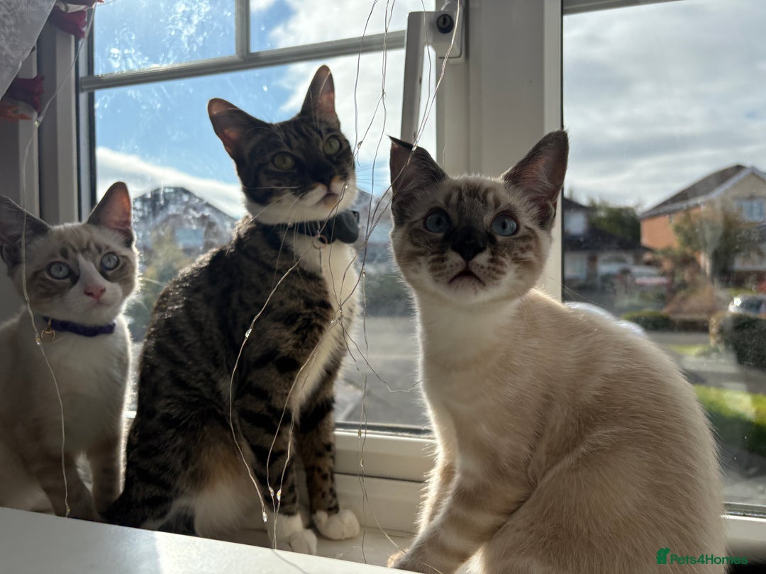 Ragdoll cats for sale: Adorable male kittens looking for loving homes - Image 8