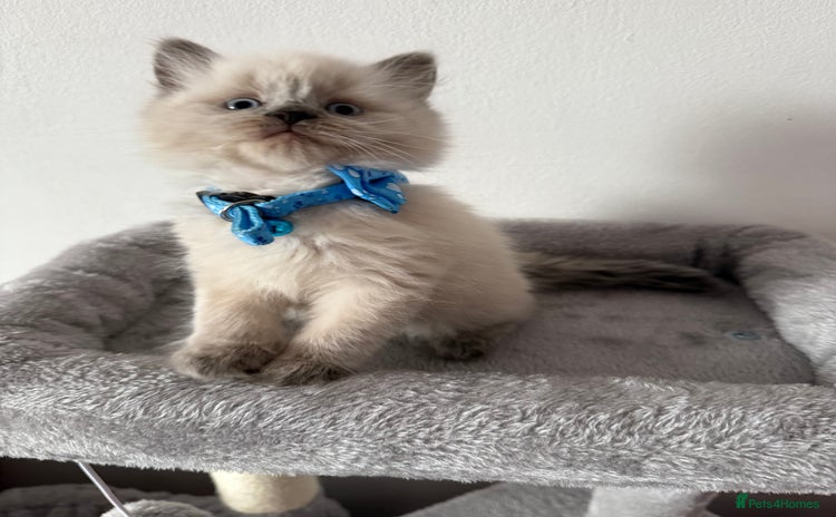 British Shorthair cats - Advert 9