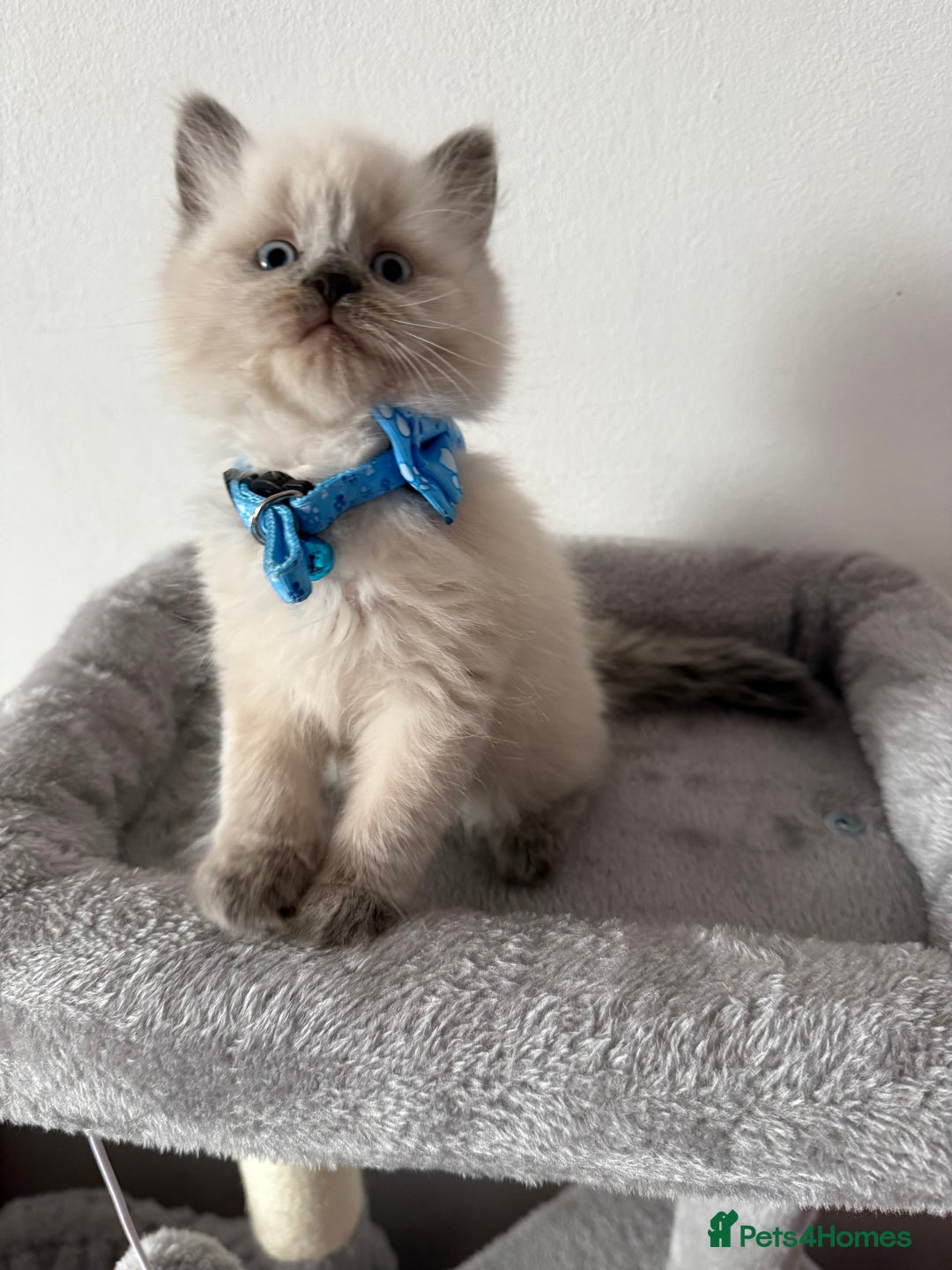 British Shorthair cats for sale: Beautiful bred British shorthairs  - Image 1