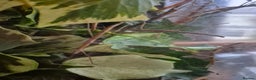 Stick Insects invertebrates for sale: Indian Stick Insects - lots available! - Advert 3