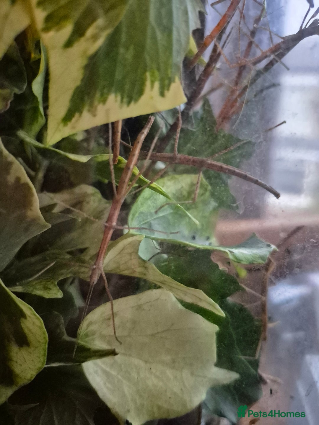 Stick Insects invertebrates for sale: Indian Stick Insects - Image 3