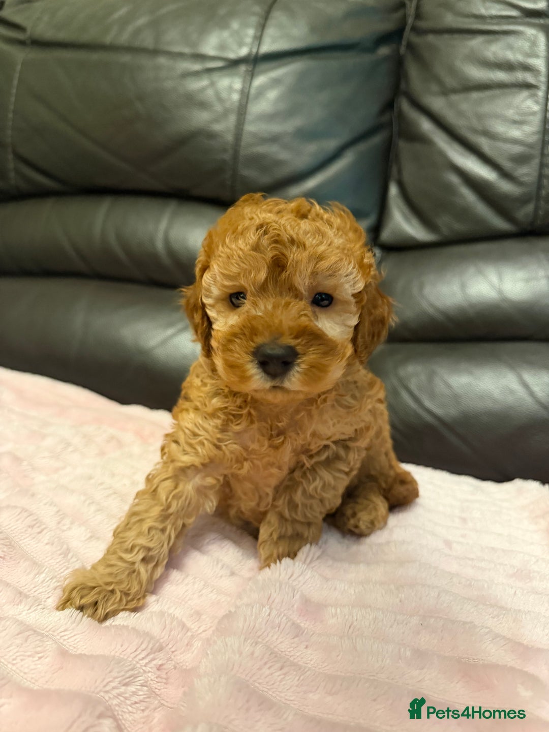 Toy Poodle dogs for sale: KC REG Purebred Stunning Toy Poodle Pups❤️  - Image 10