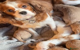 Cavapoo dogs for sale: Cavapoo - Image 9