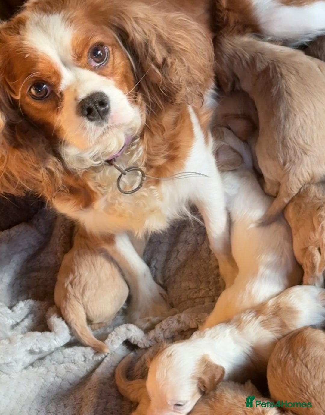 Cavapoo dogs for sale: Cavapoo - Image 9