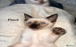 Siamese cats for sale: Human Toilet Trained! Exquisite Siamese Kittens - Image 24