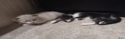 Mixed Breed cats for sale: Beautiful kittens looking for lovely home in Enfield - Advert 31