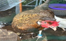Chickens poultry for sale: 11 chickens for sale  - Image 14