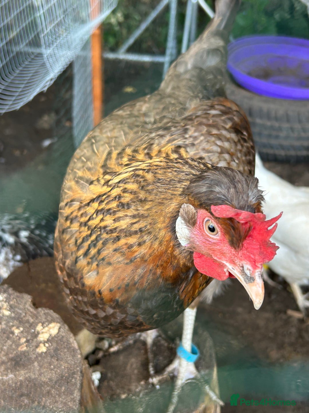 Chickens poultry for sale: 11 chickens for sale  - Image 14