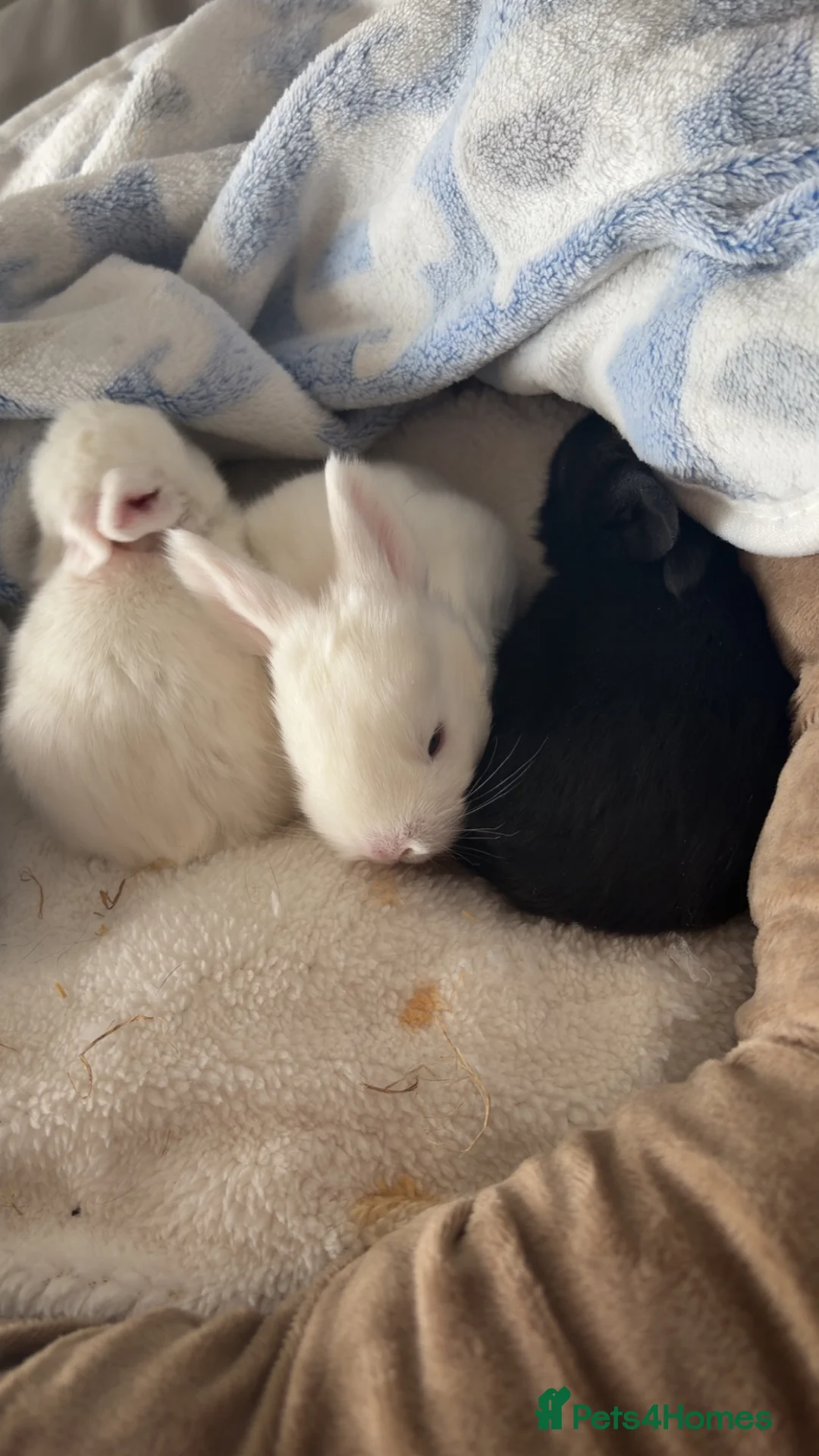 Mixed Breed rabbits for sale: Baby bunnies  in Wakefield - Advert 6