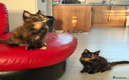 Maine Coon cats for sale: 2 GIRLS LEFT Purebred Maine Coon Kittens Blackburn - Image 10